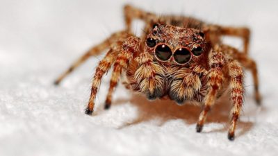 Havalar ısındı, sarıkız ortaya çıktı Lorem ipsum gibi yapay metinler yerine, gerçek anlam taşıyan bu